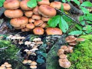 The delicious gift from the mountains in autumn is definitely mushrooms! イメージ