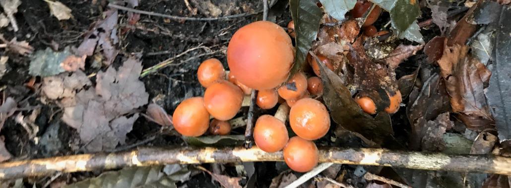 TAPA + Mushroom Hunting